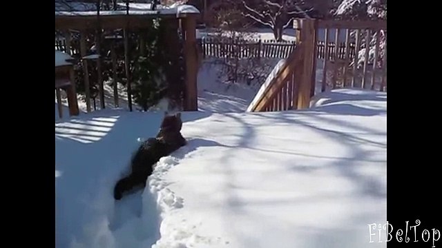 Ржачное видео про животных. Животные и снег