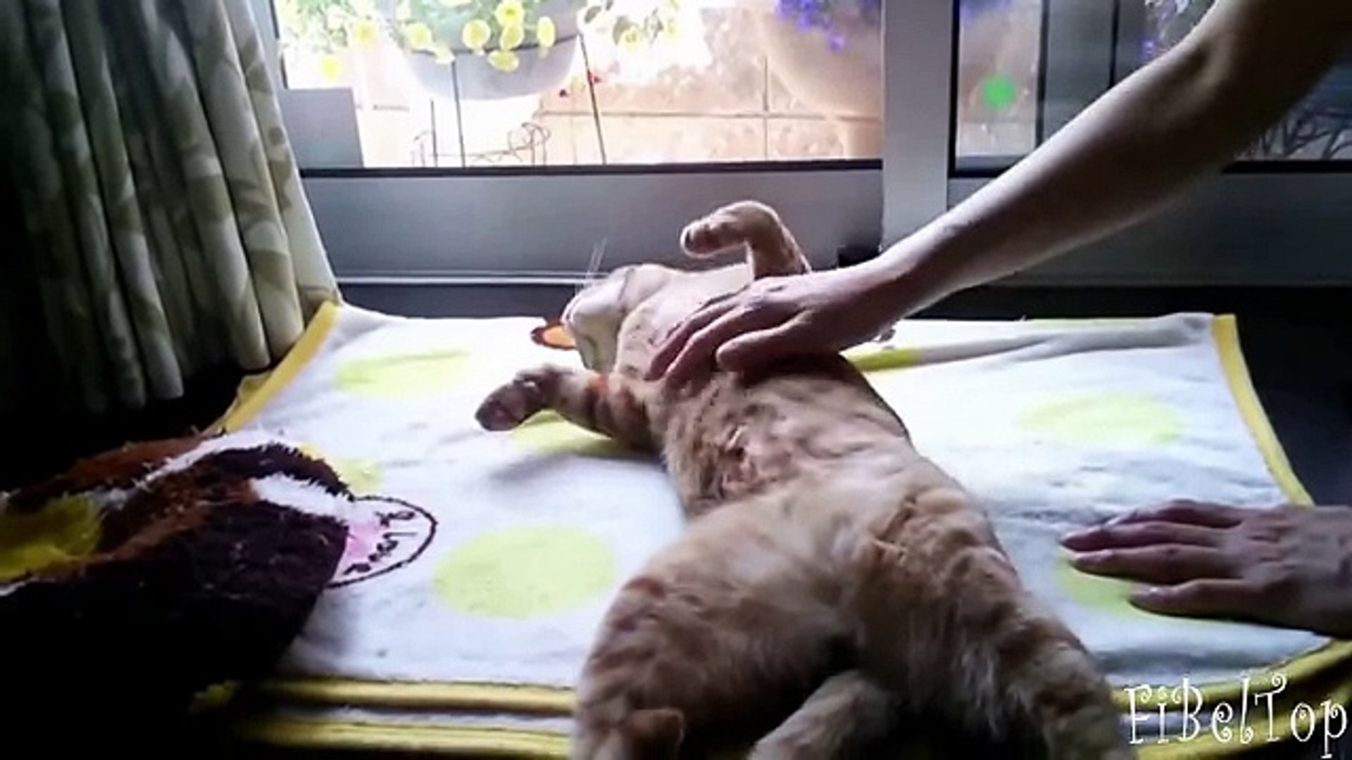 Самые ленивые животные