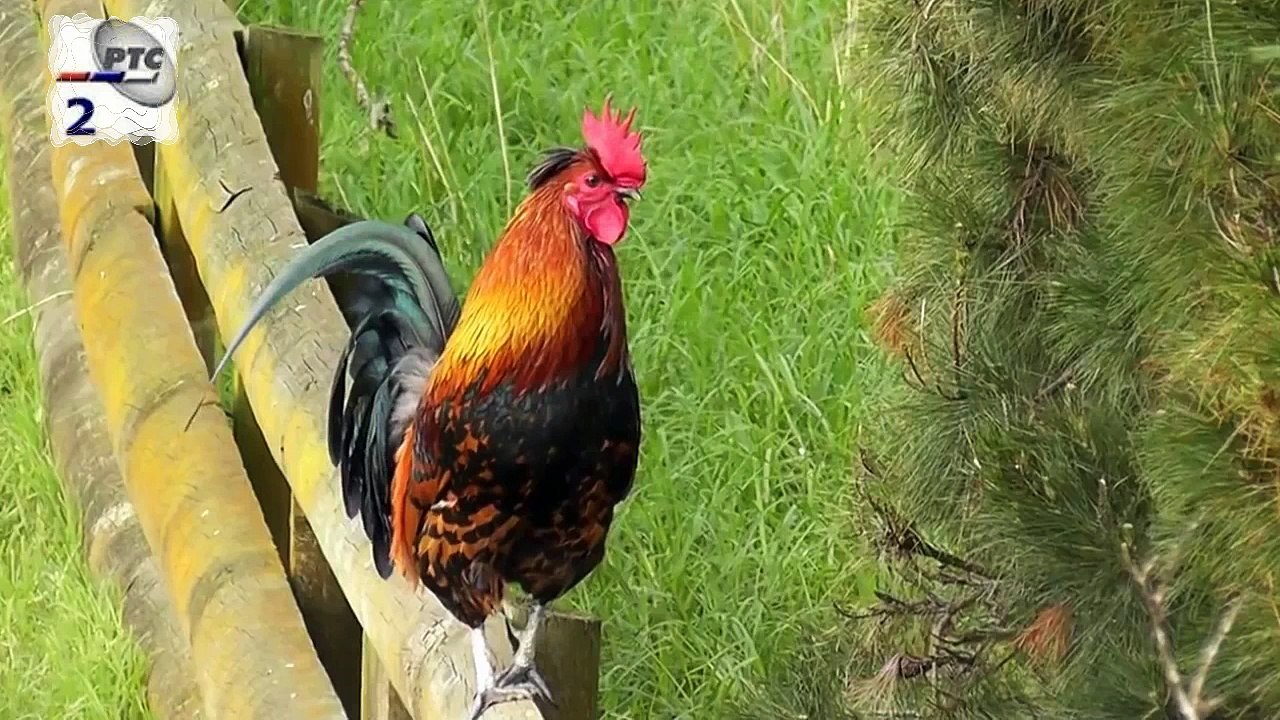 PETLOVI POJE - Old ethno song