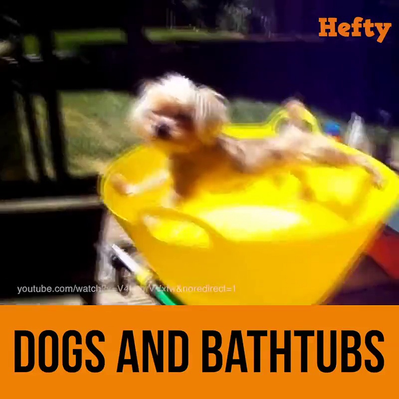 Dogs and bathtubs