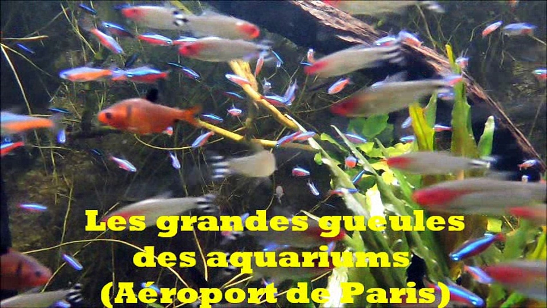 ⁣Aquariums ADP