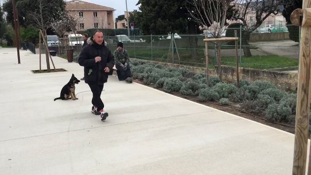 La Ciotat dressage éducation canine chiot berger allemand