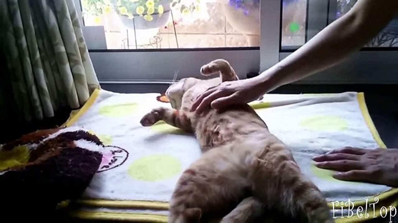 Самые ленивые животные