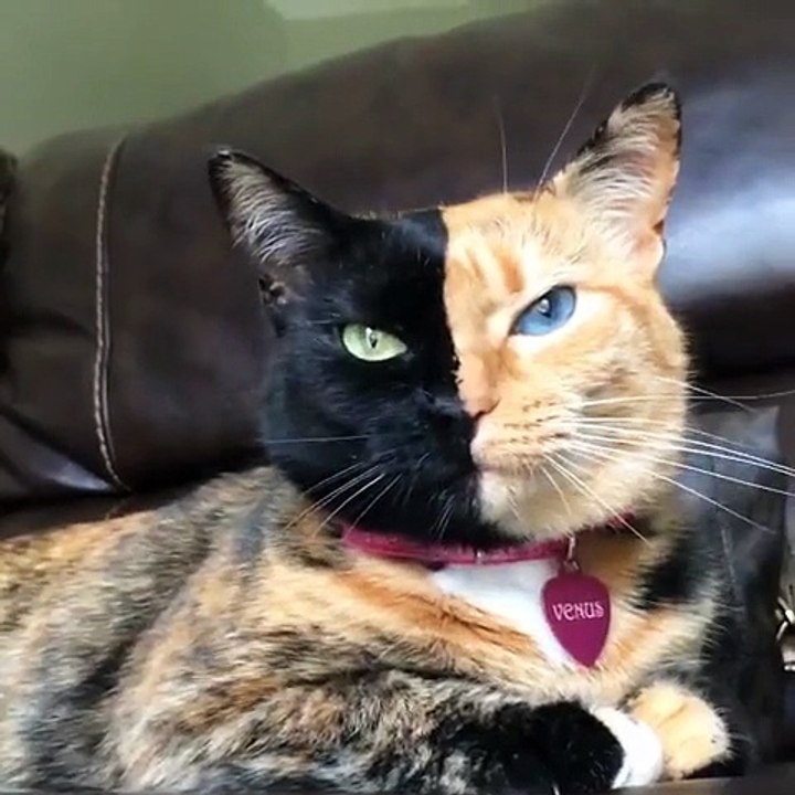 two colors cat amazing