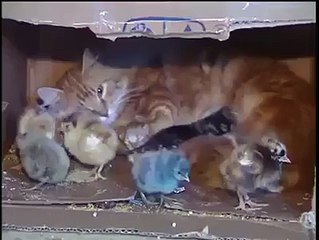 cat and hen child's friend ship amazing video