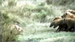 Animal Video {CRITICAL} HYENAS ALMOST KILL LIONESS & Much More [Classic!]