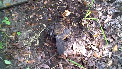 Chicken's first dust bath