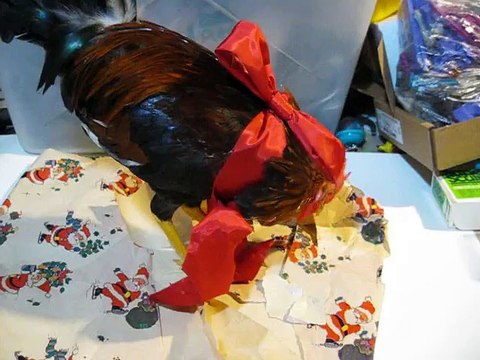 Dear Santa Hal- Please stop giving me chickens for Christmas