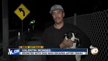 Owner reunited with dog that escaped car crash