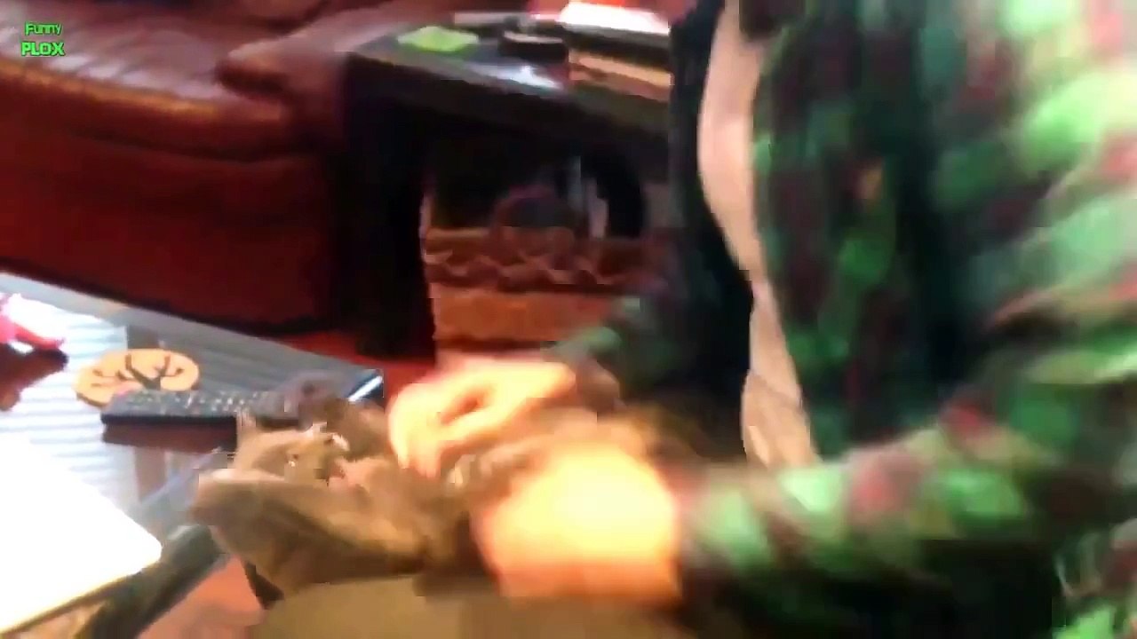 Gatti Spaventati Divertenti. Compilazione [HD]