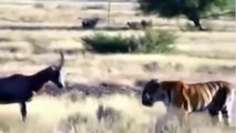 TIGER ATTACK DEER , Tiger vs Deer AMAZING VIDEO