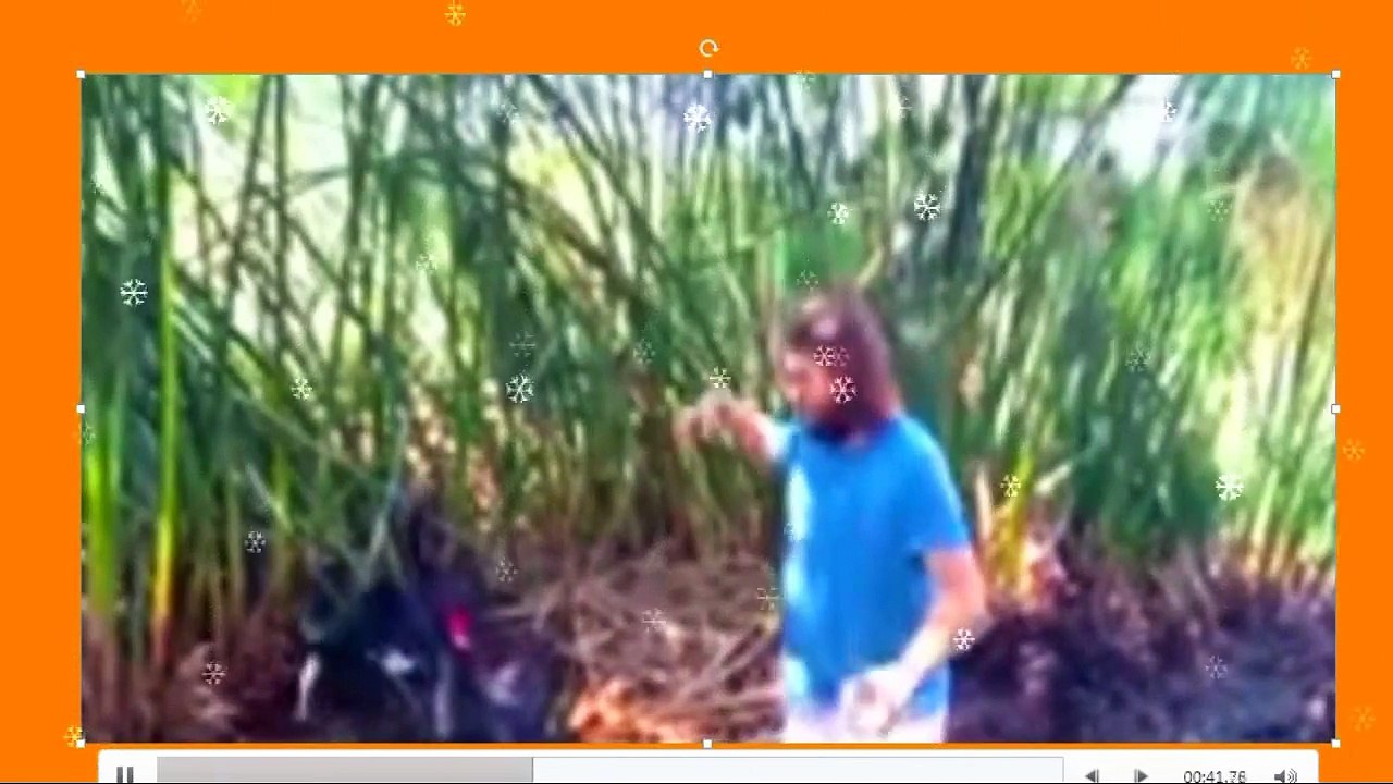 When Animals Attack Human A Live Compilation 2015 (+18)