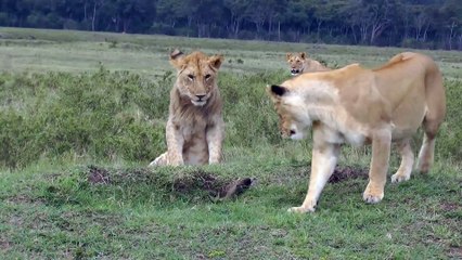Une mangouste fait face à 4 lions