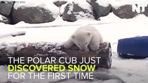 This Polar Cub Was Introduced To Snow For The First Time