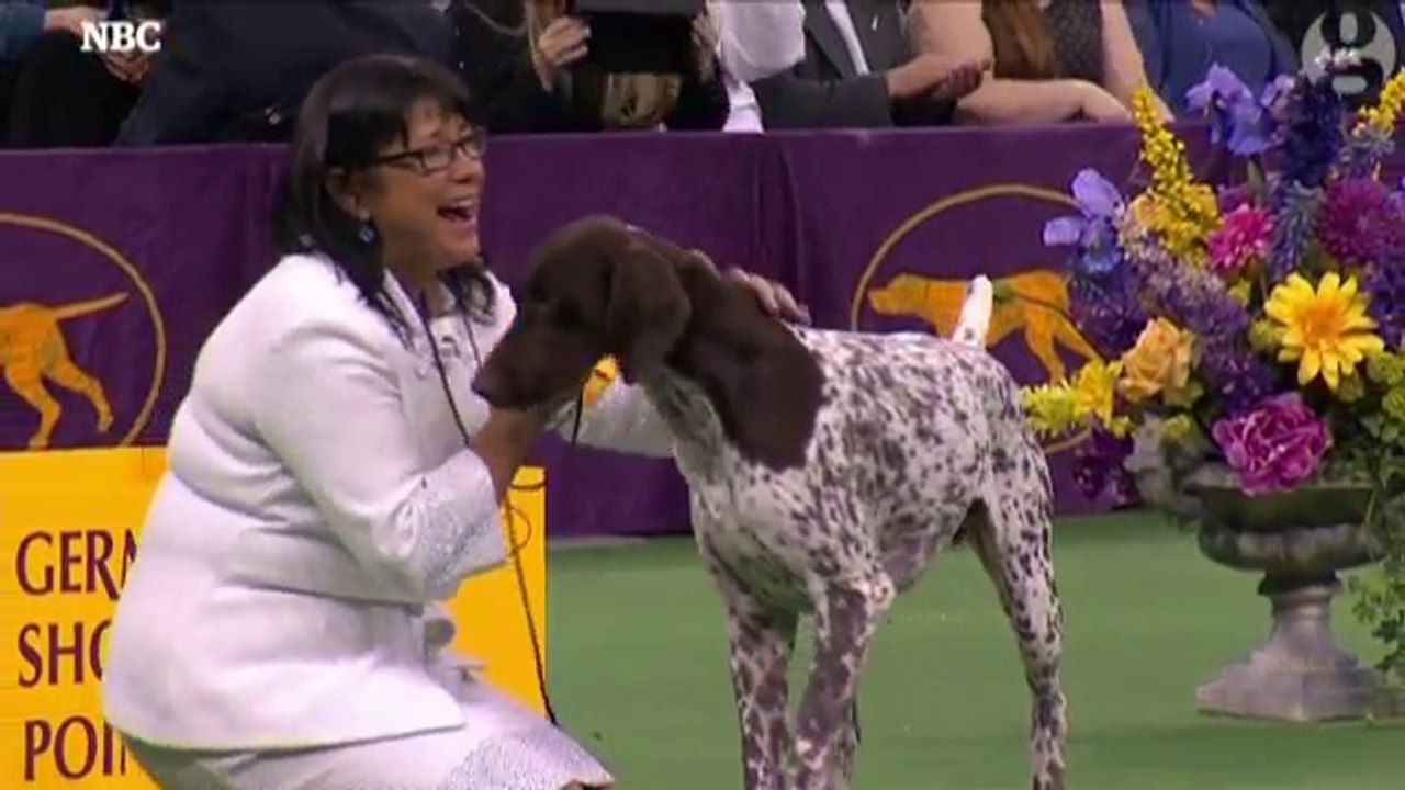 CJ the German shorthaired pointer wins best in show at Westminster