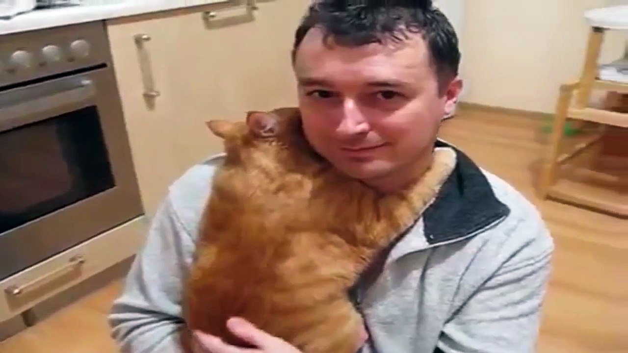 Cat loves hug [720p]