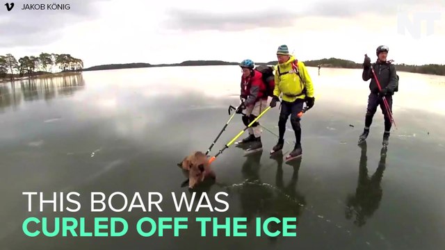 Ice Skaters Rescue Wild Boars Stranded On Frozen Lake