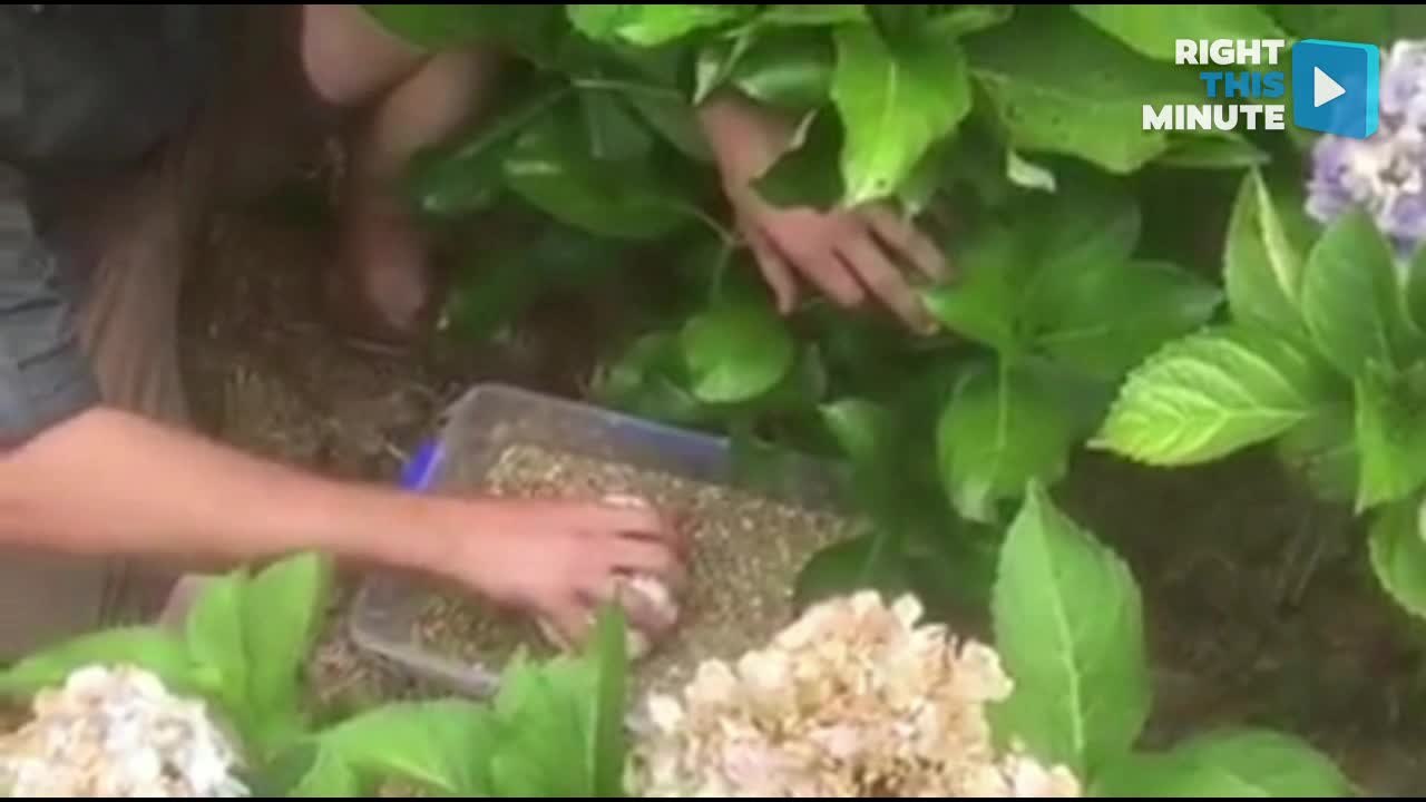 Snakes of Australia: Baby Pythons, 17-Foot Python