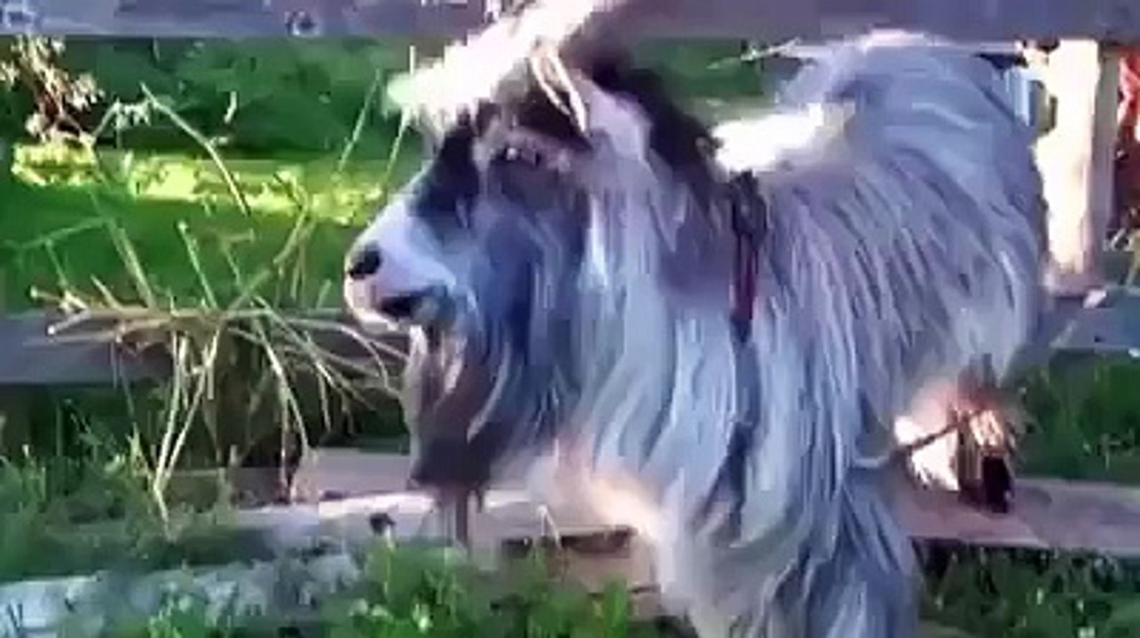 I could watch this all day