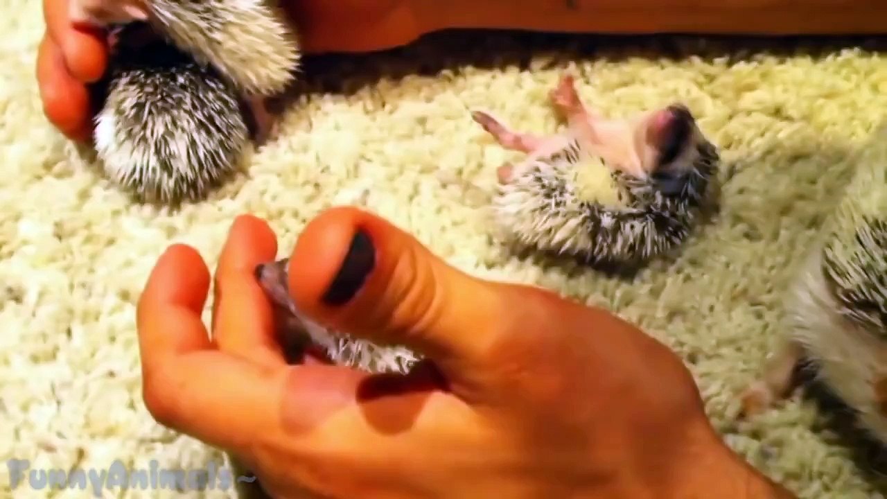 Funny And Cute Hedgehog Compilation