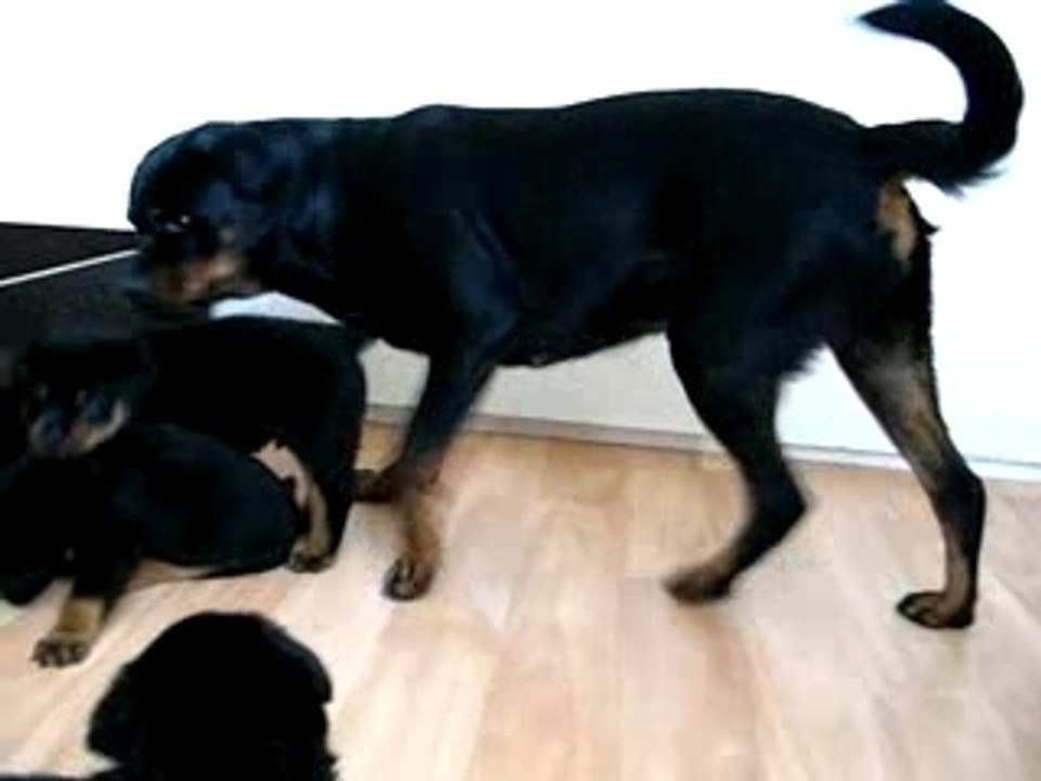 Chiots 6 semaines & Angie 2