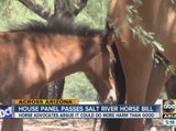Panel passes bill protecting Salt River horses