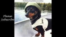 dog goes fishing - vine video HD - Best Videos on Vine