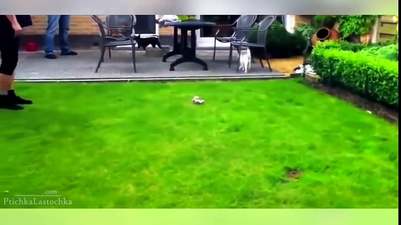 BEST FUNNY DOGS COMPILATION 2015 - 30 Minutes of Best Dog and Puppy Fails!_clip2