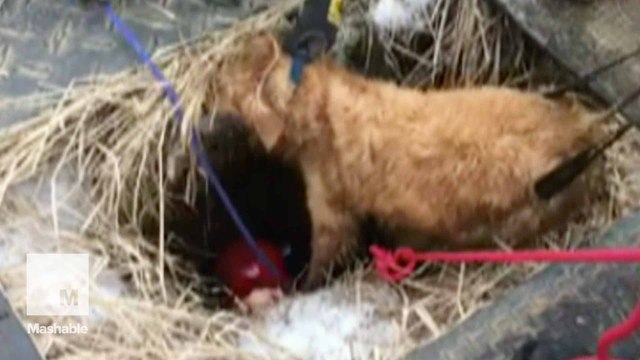 Dog that goes missing during snowstorm is rescued by firefighters from sinkhole