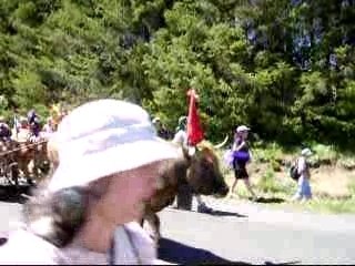 Transhumance aubrac 2006