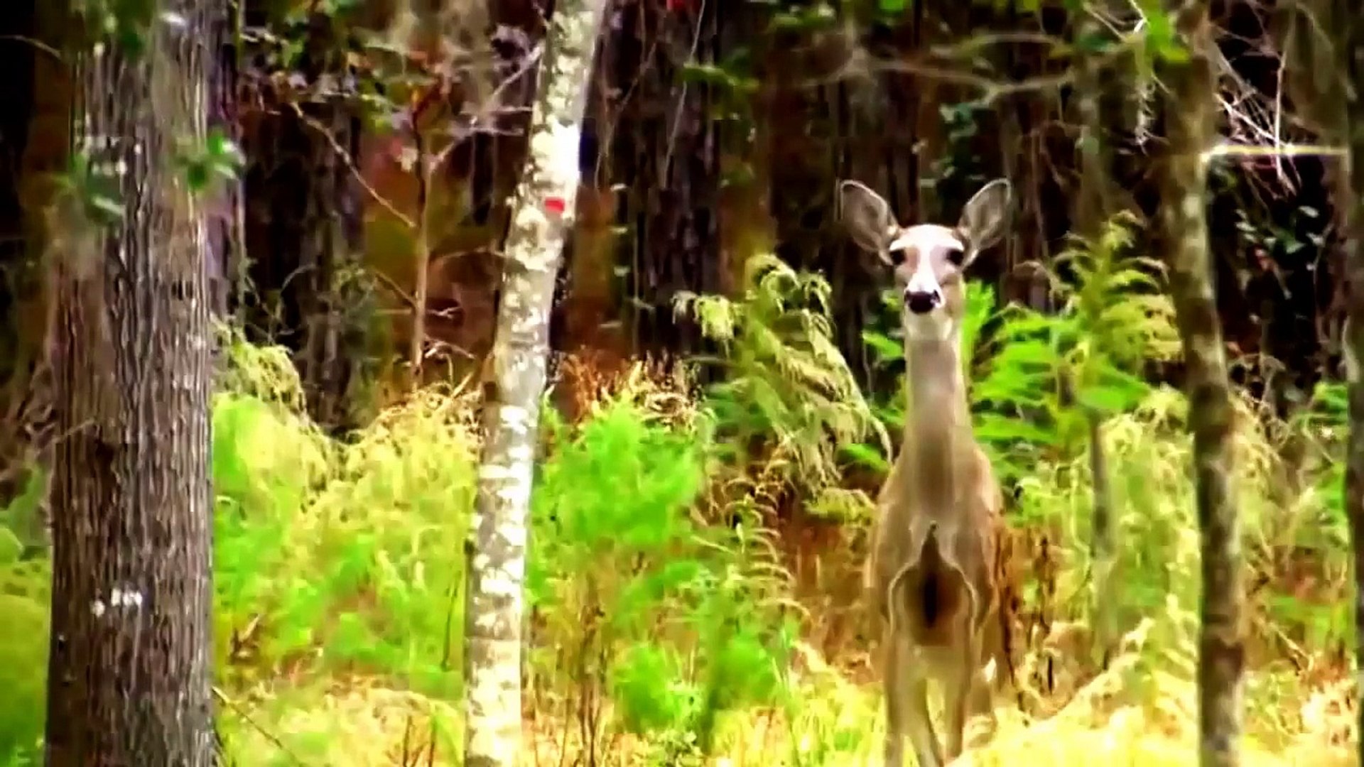 ⁣Animal Planet Channel 2015 WildLife Animals National Geographic Documentary #1 720p