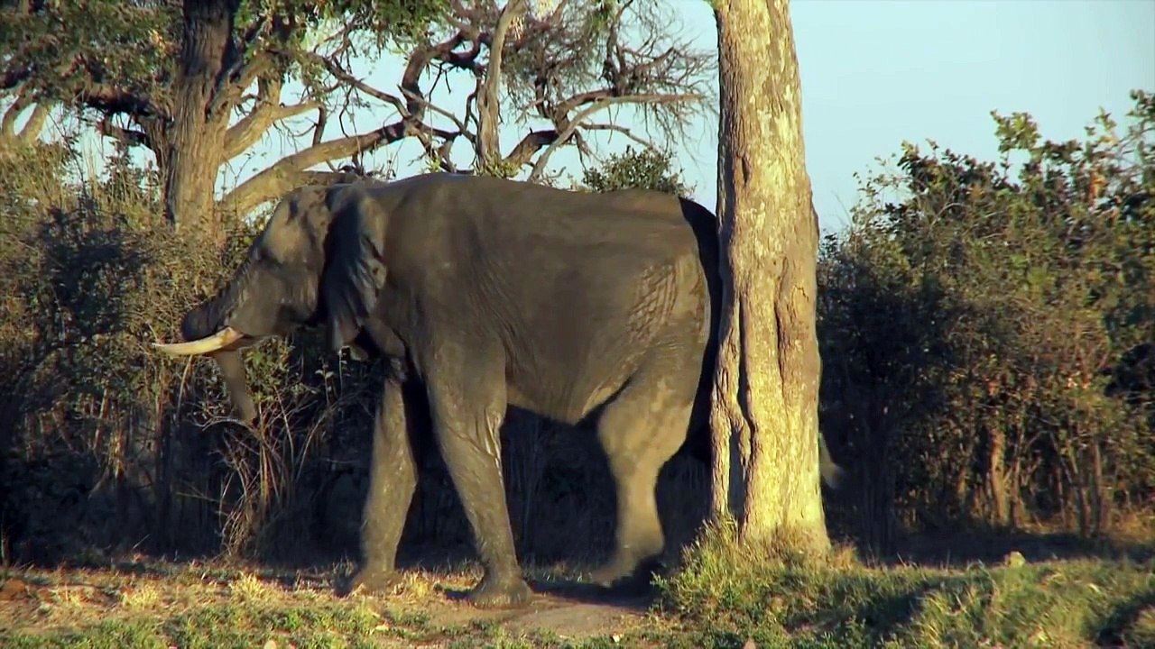 Elephants