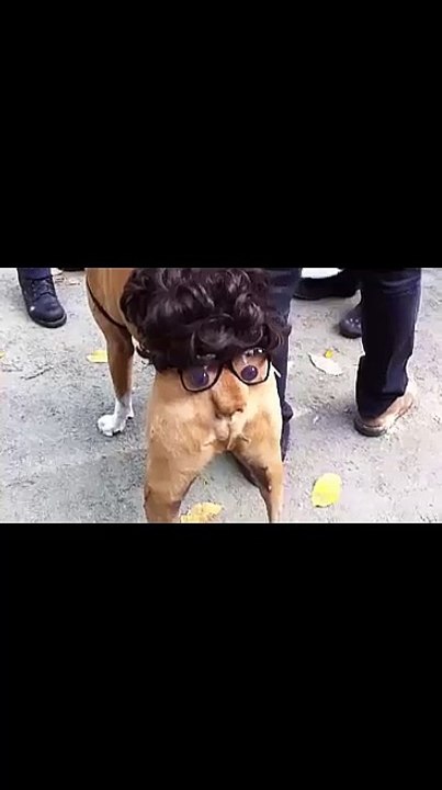 Mr Dog