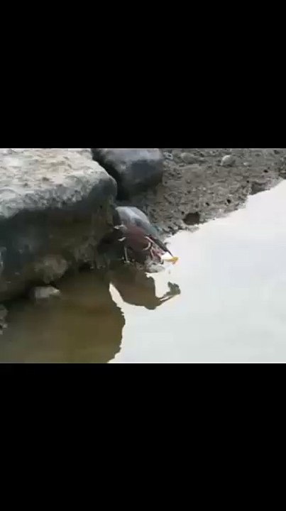 Wit survival of some animals