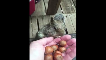 Hungry Pet Squirrel Stores Up Acorns For Winter