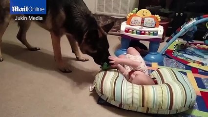 Shocking moment German Shepherd plays tug of war with baby _ Daily Mail Online