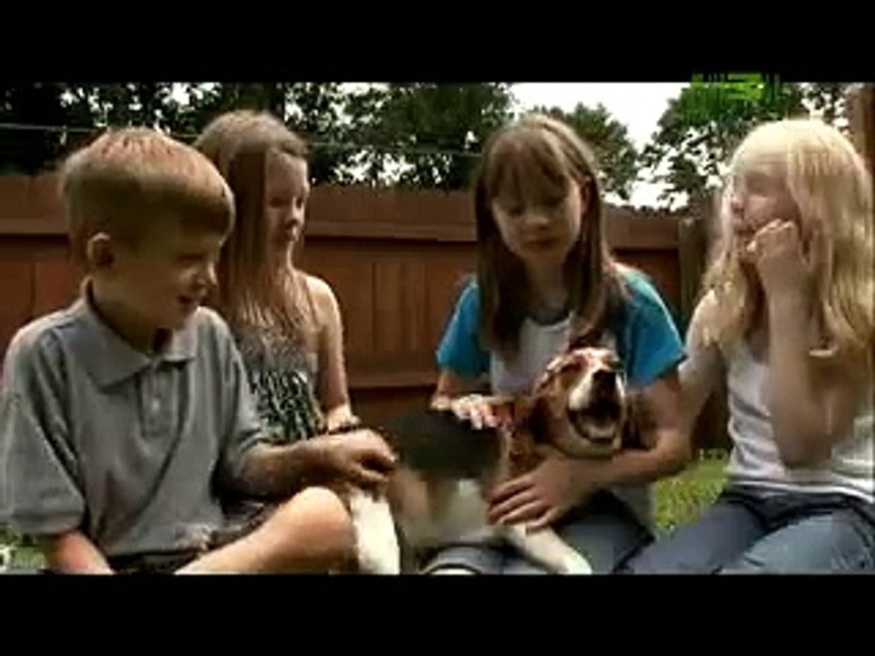 Beagle - Dogs