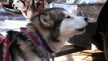 DOGS 101 - Alaskan Malamute [ENG] - dog