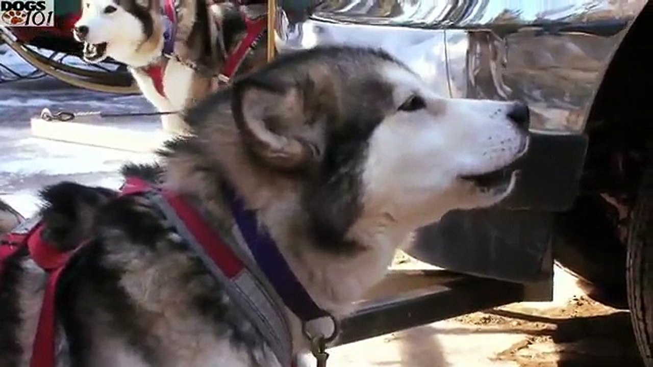 DOGS 101 - Alaskan Malamute [ENG]