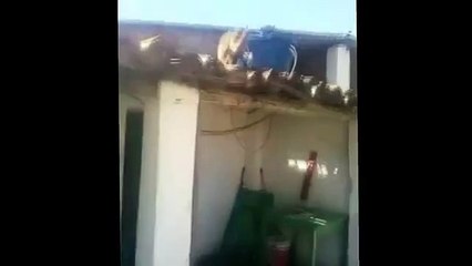 Macaco Armado - Macaco ataca as pessoas em um bar na Paraíba - Macaco Bêbado (FULL HD)