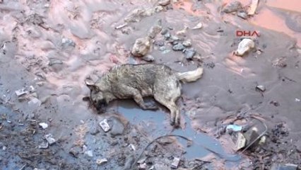 Erzurum-Oltu'da Sokak Köpekleri Korku Saçıyor