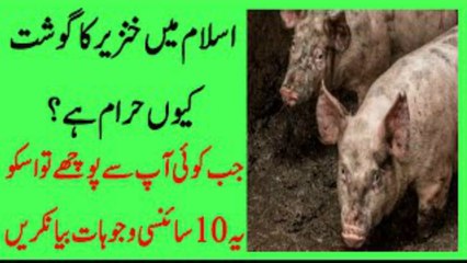 Khanzeer Ka Gosht Islam mein kiun Haram Hai ?