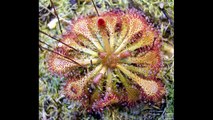 Самые необычные цветы - Fascinating Carnivorous Plants