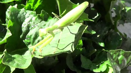 Praying Mantis Fights Then Attacks Camera