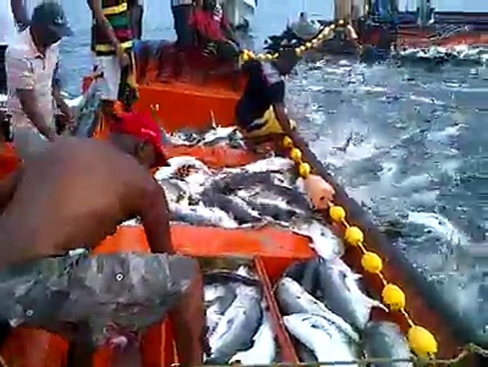 Caught 1000 fish in 1 mint.