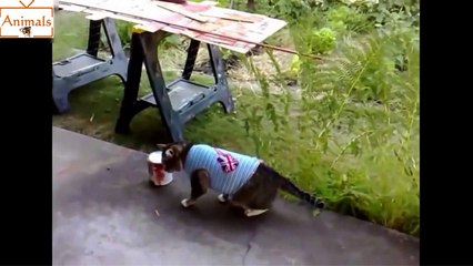 Komik Hayvanların Videoları - Çılgın Kediler Serisi 2015