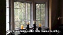 Crazy Cardinal