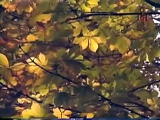 Buồn vào đêm - Tuấn Vũ