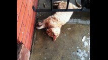 Un homme ramène à la vie une chatte rousse découverte transie de froid.