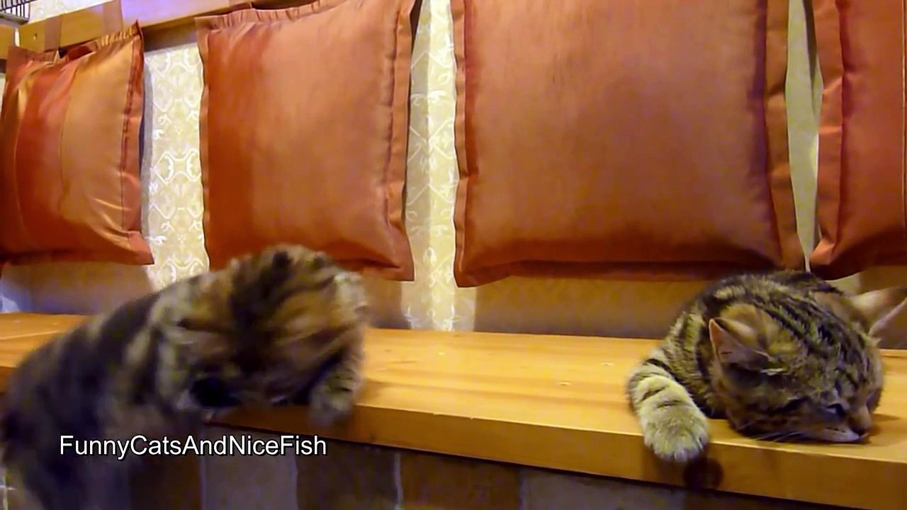 Cute Kittens and Funny Cats Compilation